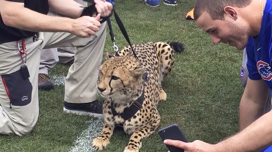 Maddon brings cheetah for pregame visit to Wrigley Field