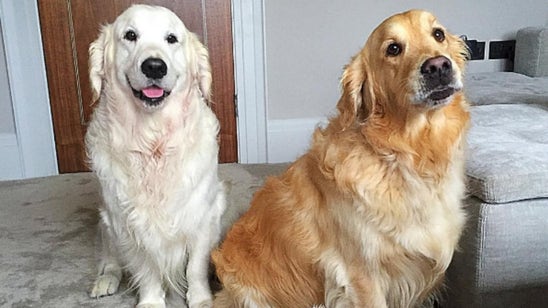 Alexis Sanchez's dogs have their own Instagram account and it's cuteness overload
