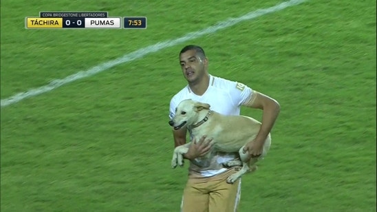 Watch this four-legged pitch invader steal the show at Copa Libertadores match