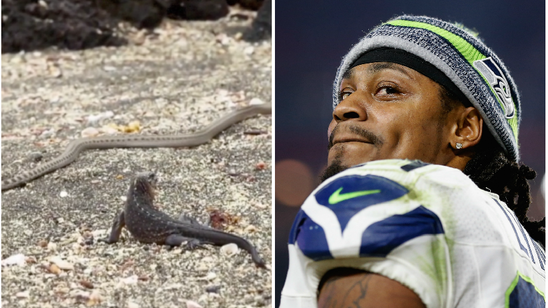 Marshawn Lynch narrating 'Planet Earth' iguana escape is the best thing we've seen all day
