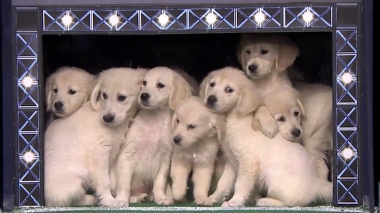 Puppies predict Super Bowl 50 winner for Jimmy Fallon
