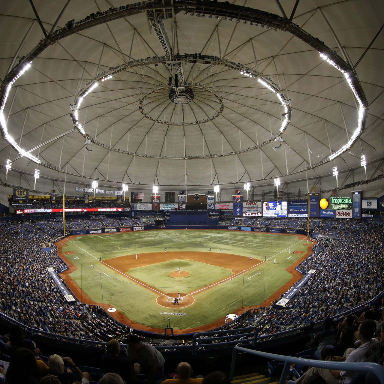 Tampa bay rays turf hotsell