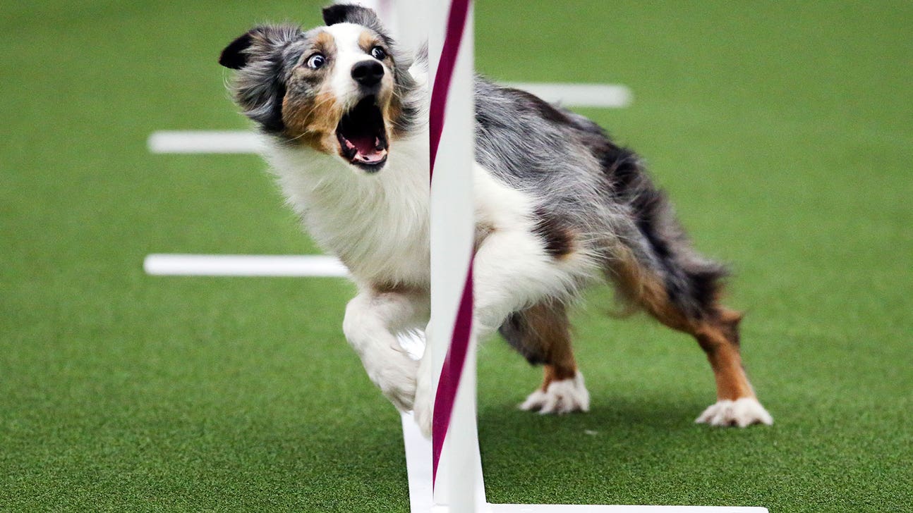 Border collie wins Westminster show agility trial