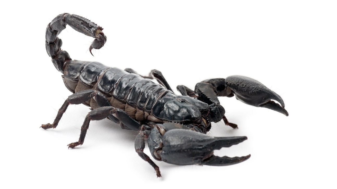 Two college hoops teams get scorpion scare on plane