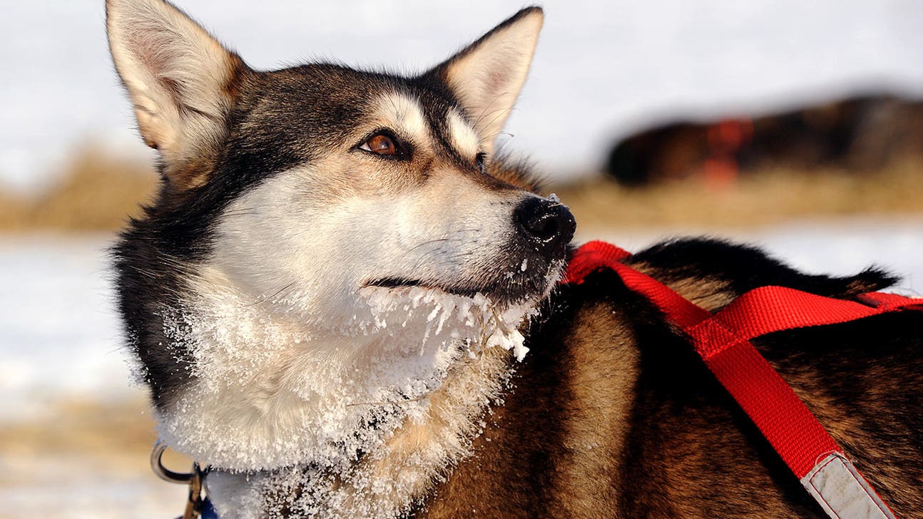 'Drunk' snowmobiler drives into Iditarod teams, leaves one dog dead