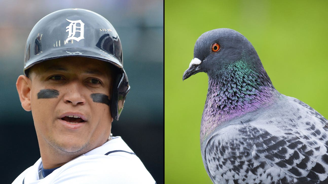 See stubborn pigeons give Miggy the bird during at-bat (VIDEO)