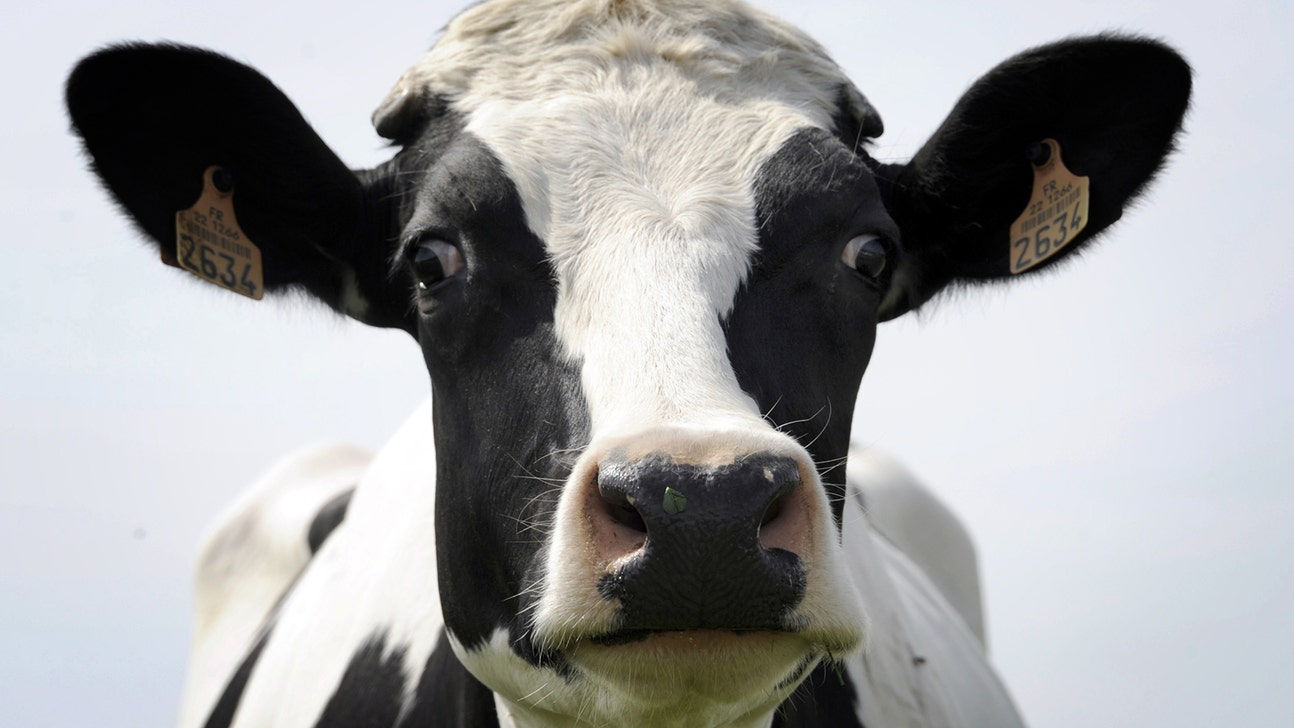 Where's the beef? Cows invade pitch during Copa Peru match (VIDEO)