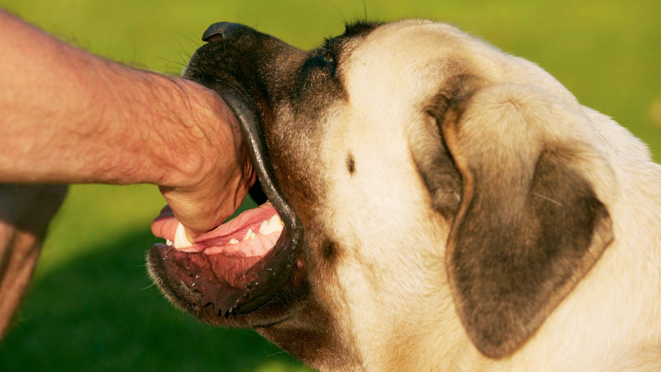 Brazilian credits "lucky dog bite" after netting gorgeous cup match-winner