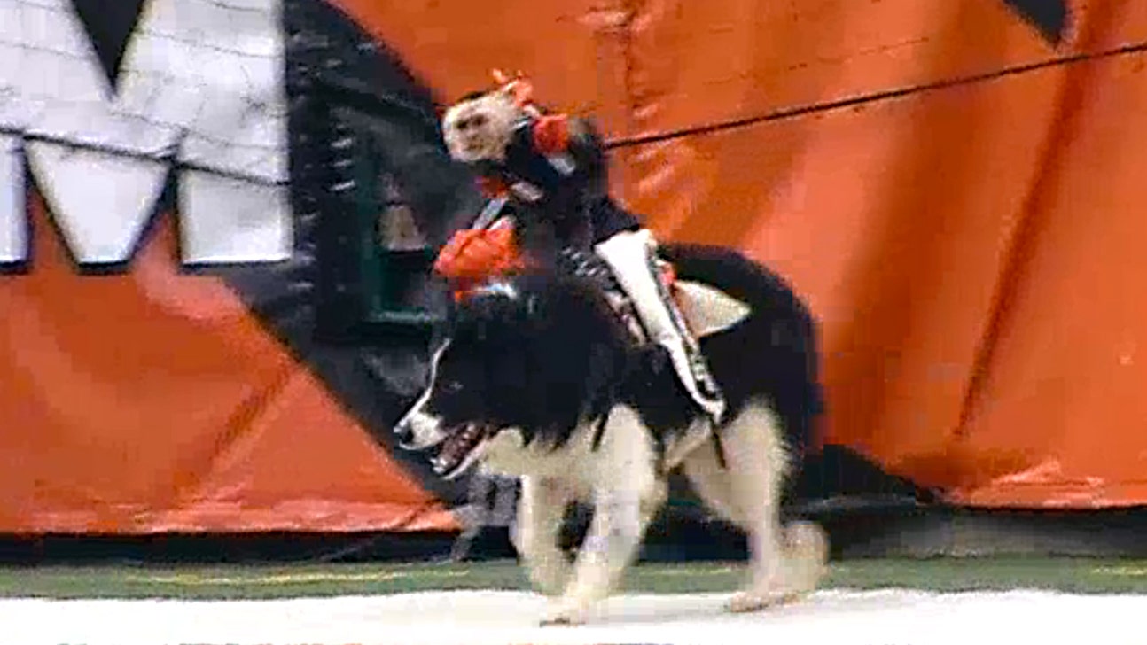 Whoa! Monkeys riding dogs and herding sheep in Cincy