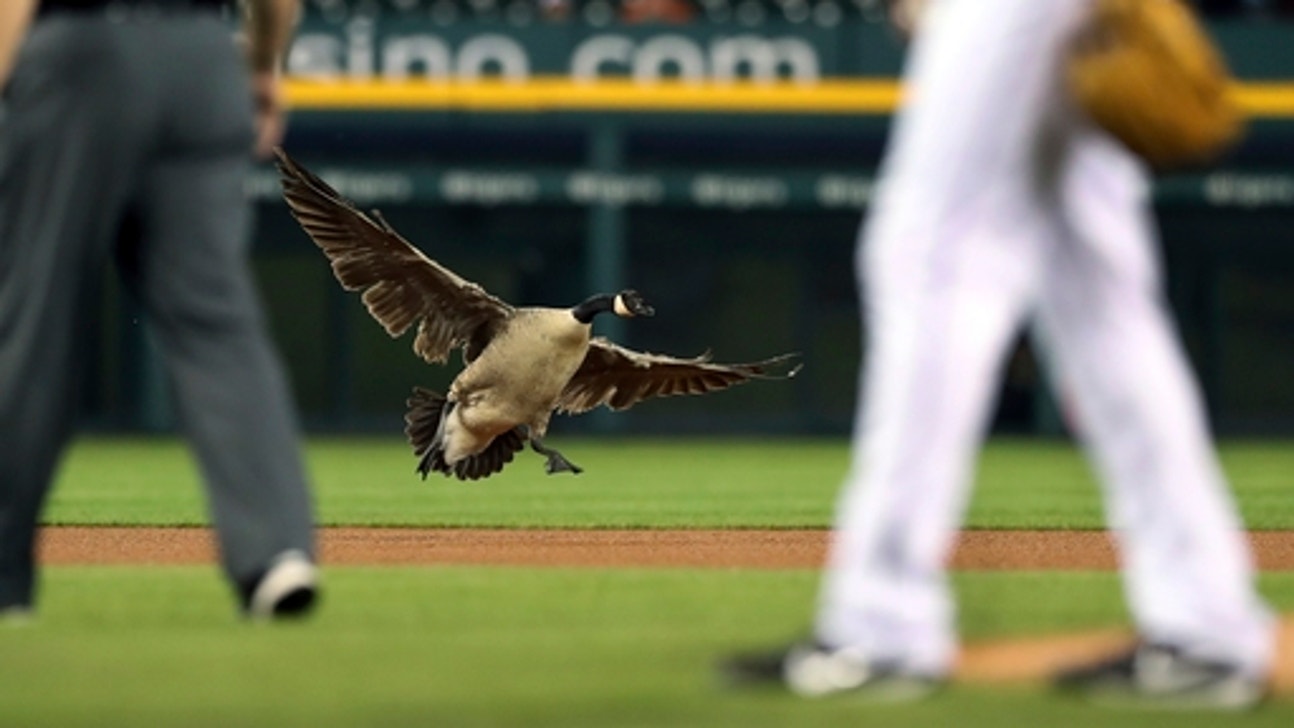 Attempt to remove goose from baseball stadium ends in chaos