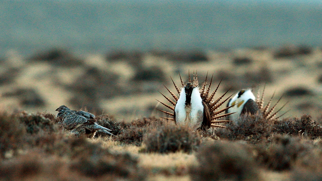 Forest Service to change sage grouse protections in 5 states
