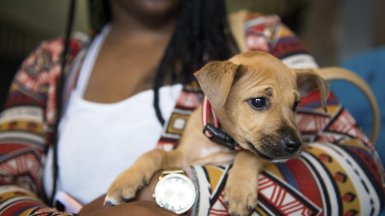 Watch Animal Planet Puppy Bowl XIII online