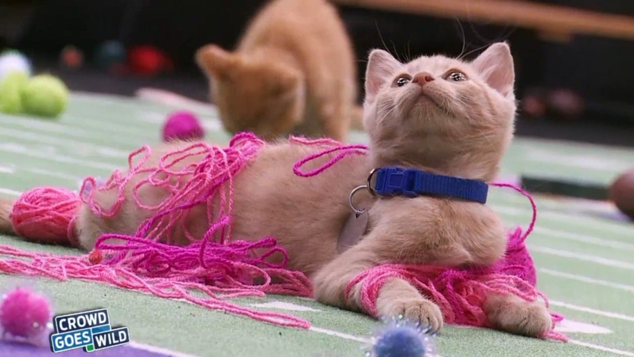 Cat's meow: Kitties getting ready for 'Paw Star Game'