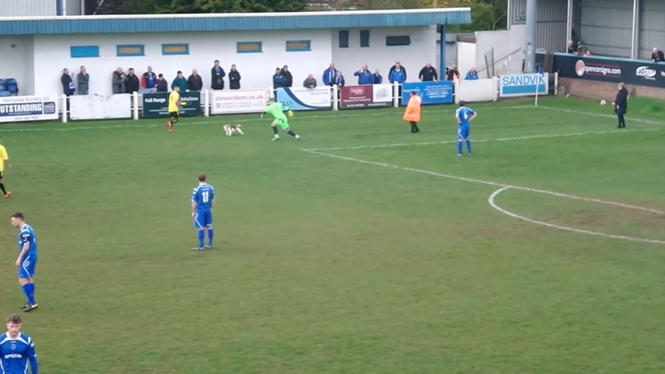 Video: Very good dog interrupts soccer game and evades capture for seven minutes