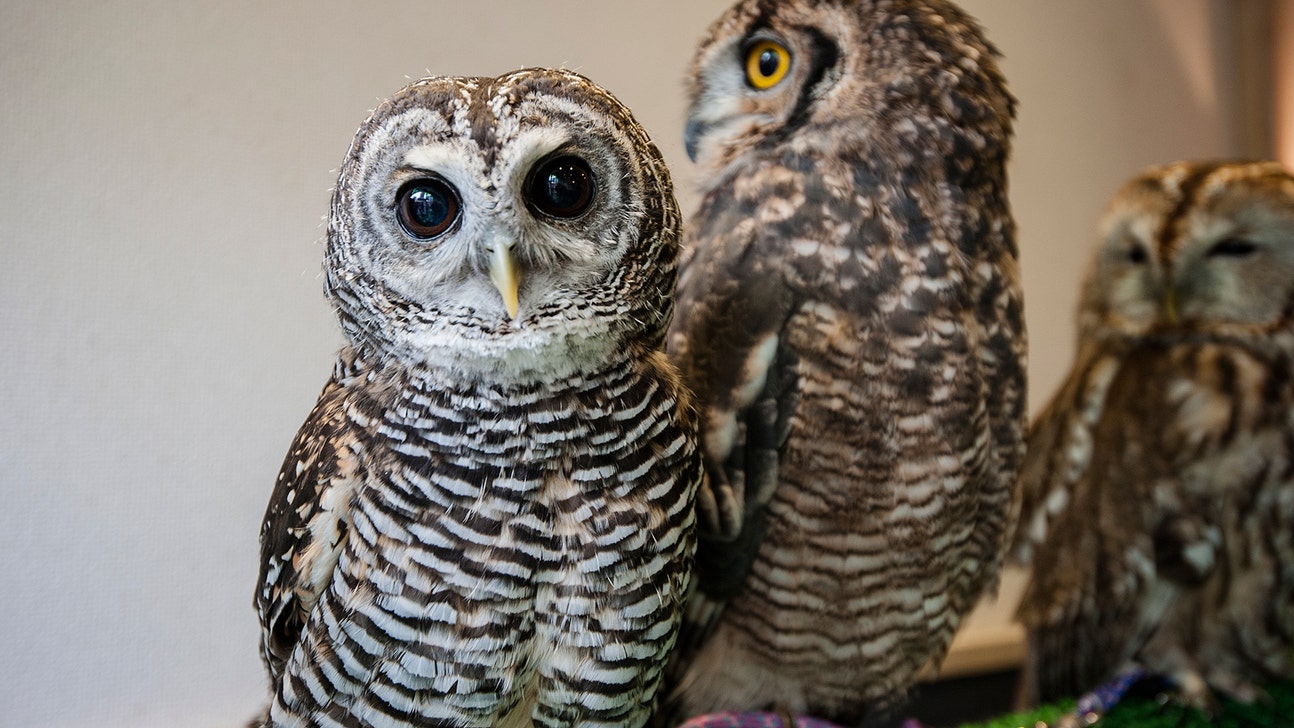 Hoo? Hoo? Who will land LeBron? Cavs fans won't like one owl's answer