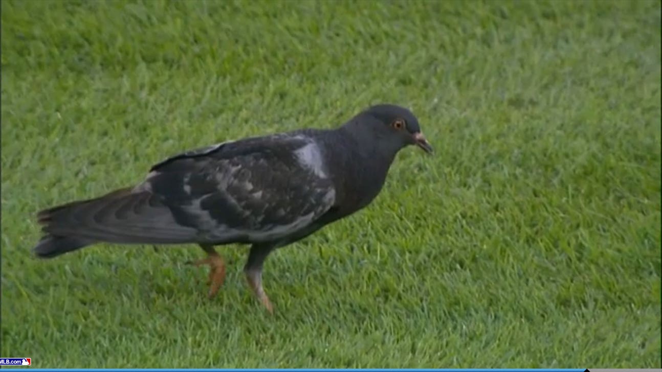 VIDEO: Shu, birds, don't bother Miggy!