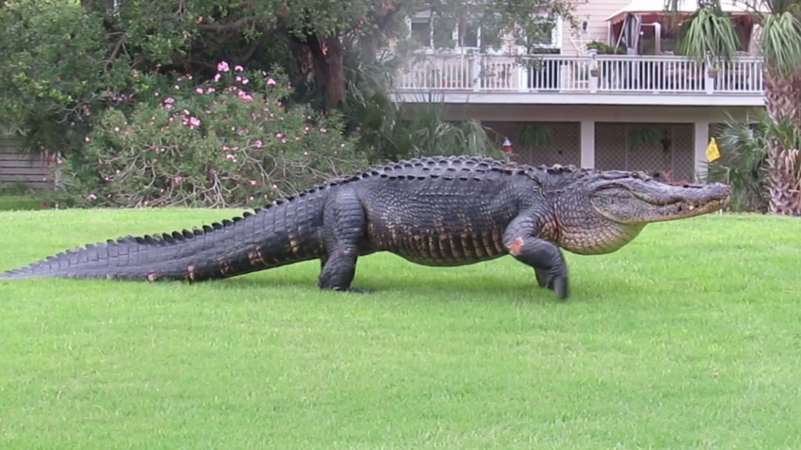 Tampa+Bay+Buzz%3A+Massive+Alligator+Spotted+Sunbathing+on+Busy+Causeway