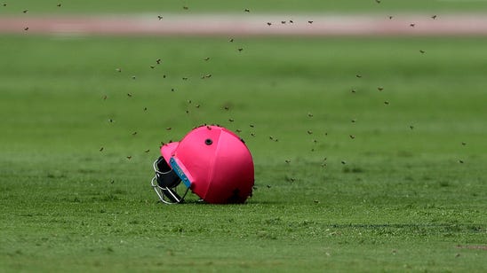 Watch: Bees swarm cricket match and it's an absolute nightmare