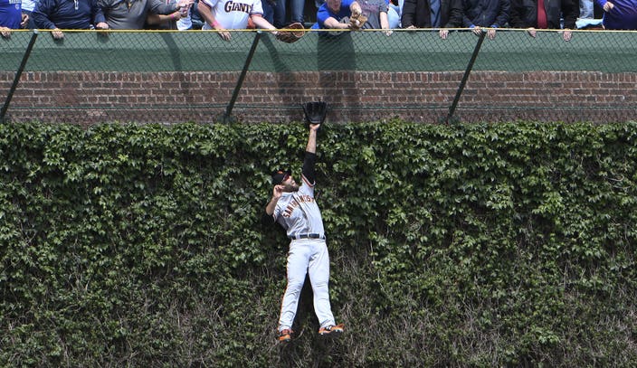 Cubs selling Wrigley Field ivy leaves from 2016 season for $200 a pop