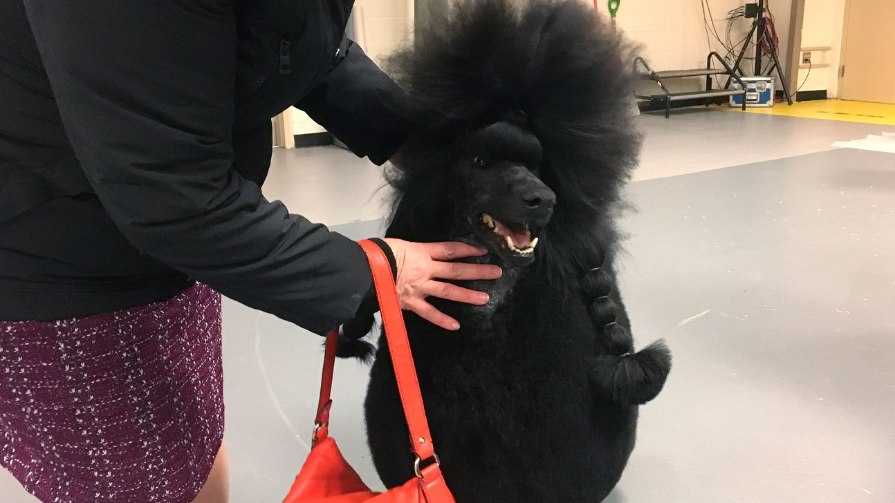 Poodle perfection: Siba wins best in show at Westminster