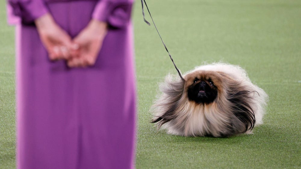 'Wasabi' wins Best In Show at Westminster Dog Show, melts hearts on social media