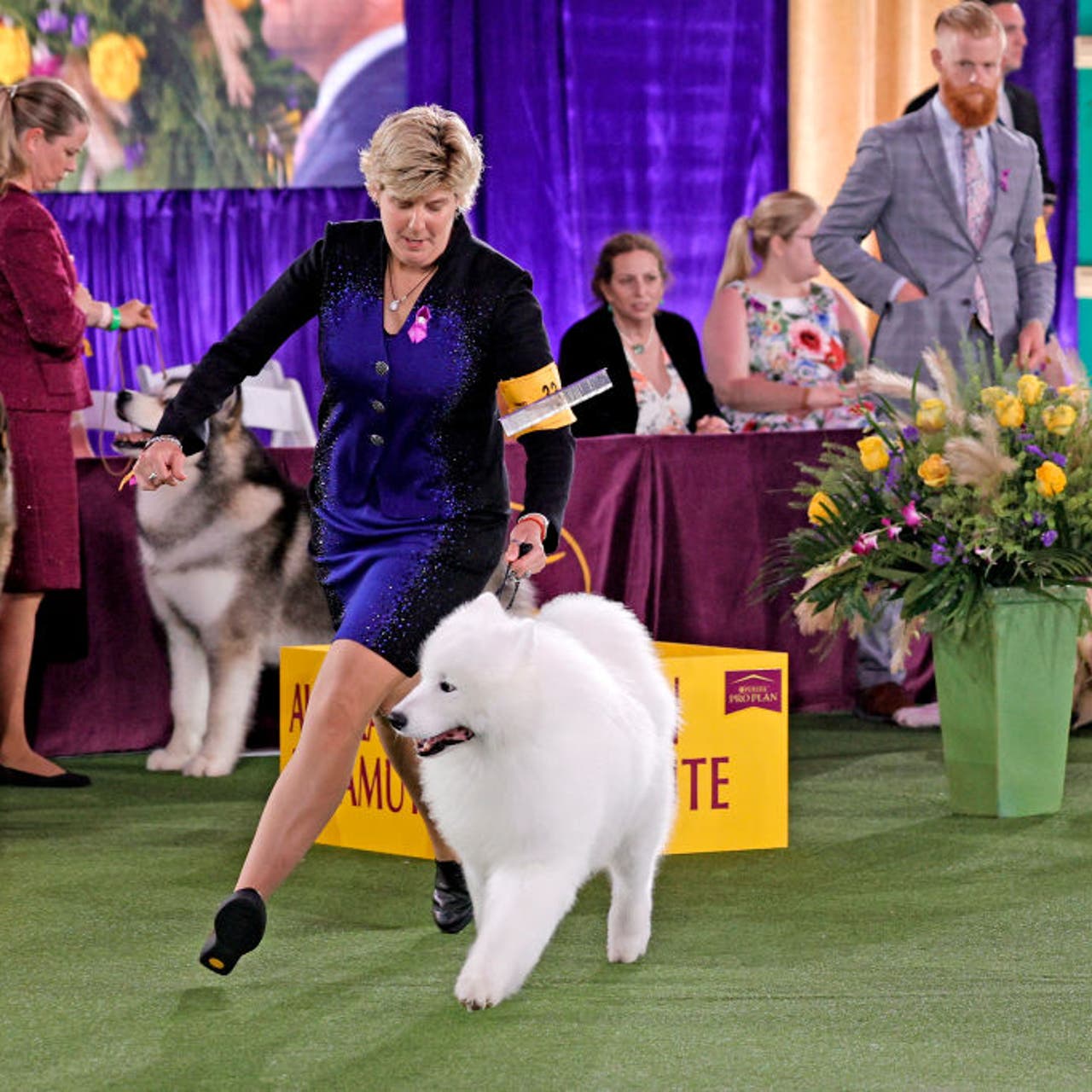 2025-westminster-dog-show-schedule-dates-tv-streaming-how-to-watch-fox-sports