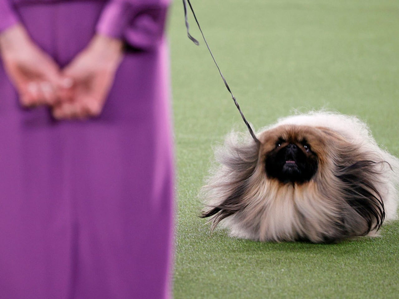 best kennel club