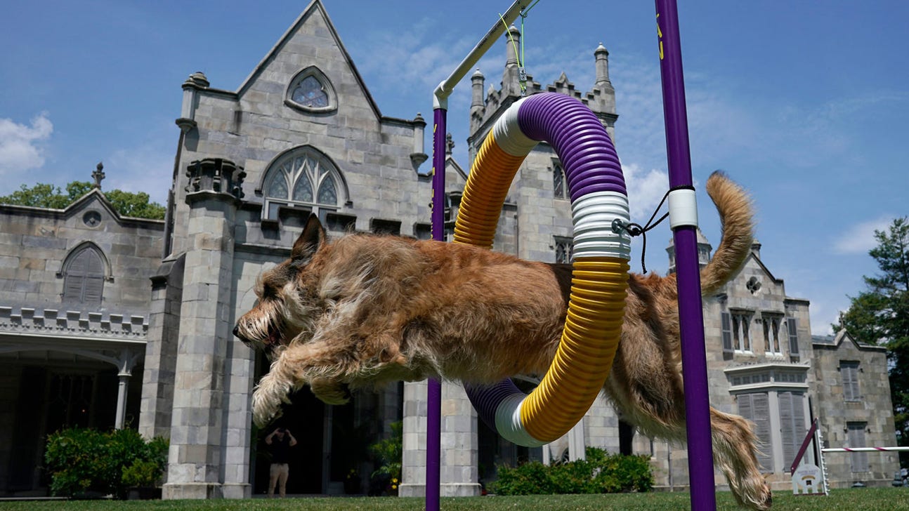 2021 Westminster Dog Show Agility Competition, top moments and more