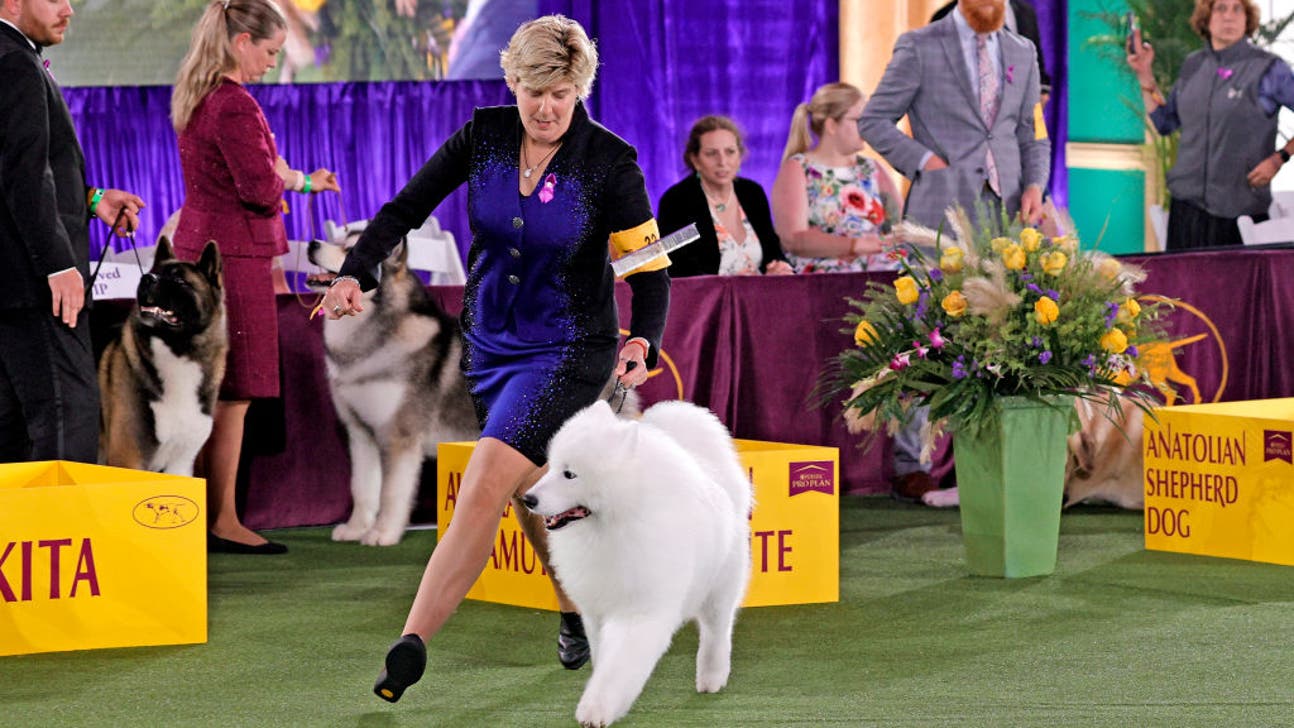 2025 Westminster Dog Show Schedule, dates, TV, streaming, how to watch FOX Sports