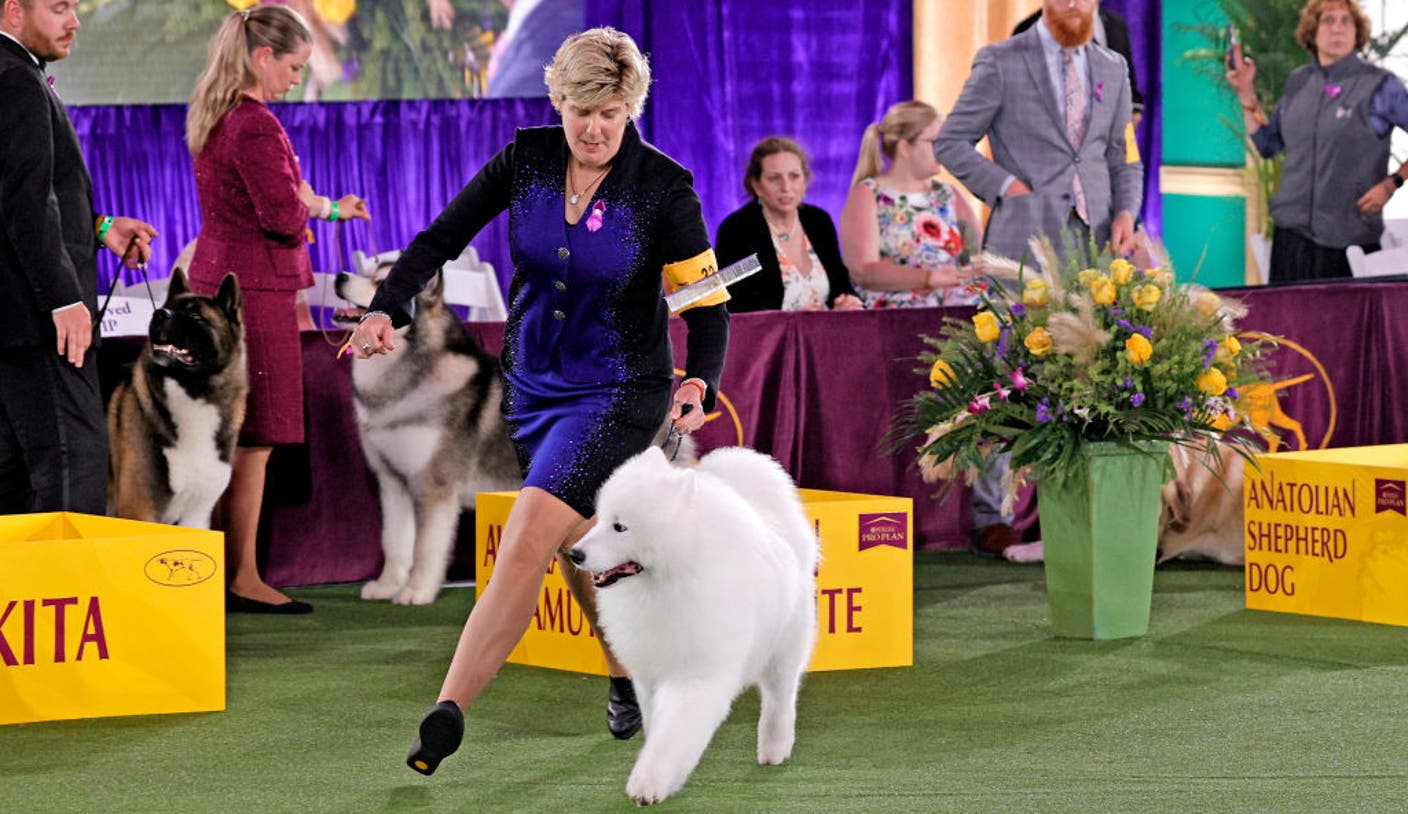 2025 Westminster Dog Show: Schedule, dates, TV, streaming, how to watch