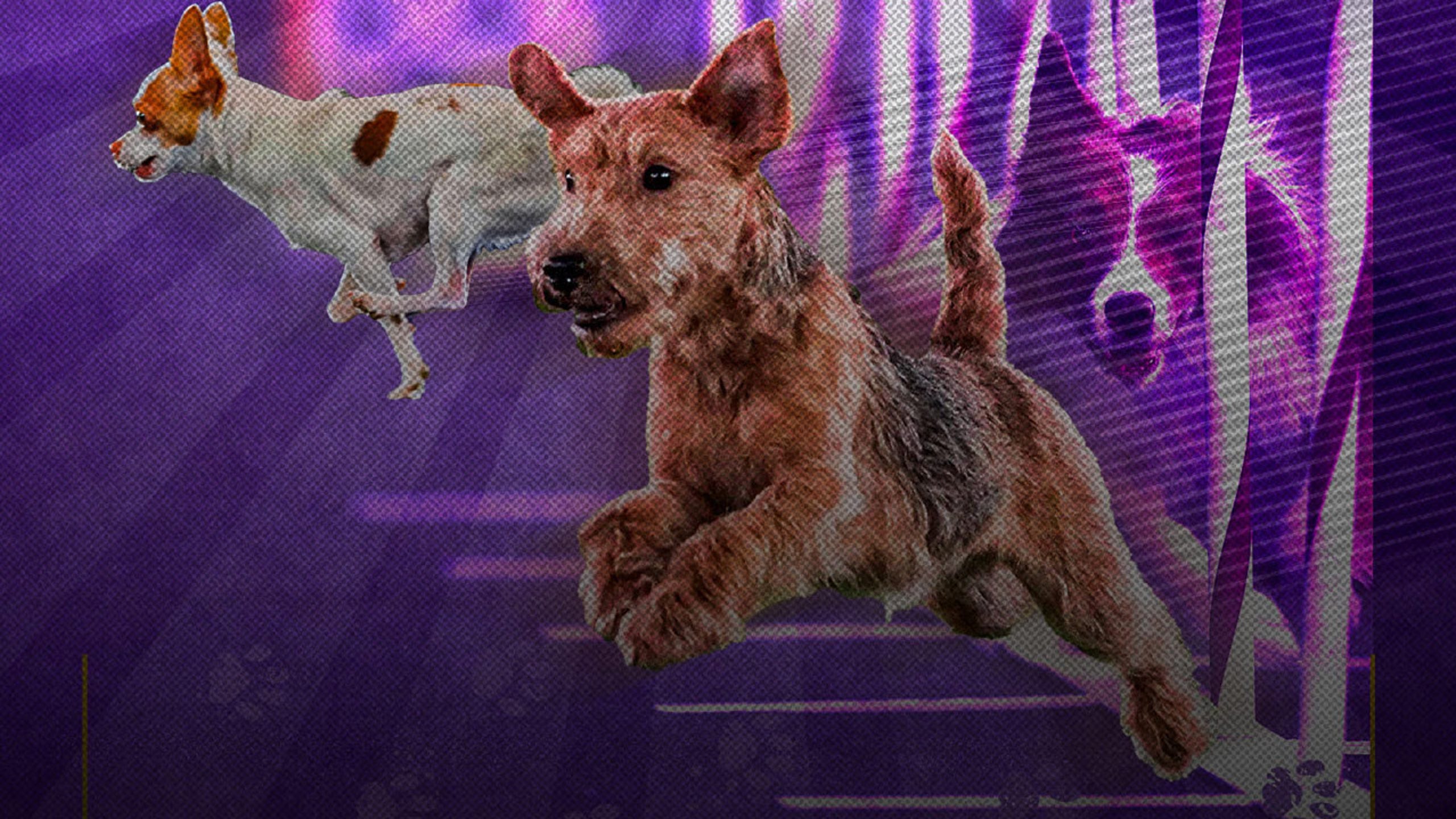 2021 Westminster Dog Show Agility Competition: Verb steals show as