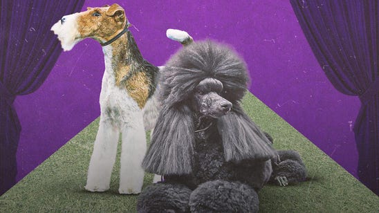 2021 Westminster Kennel Club Dog Show: Everything you need to know