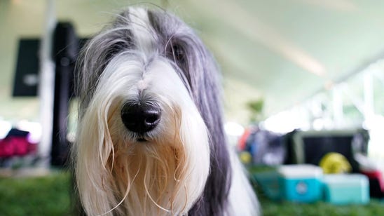 Top Moments: Sunday at the 2021 Westminster Kennel Club Dog Show