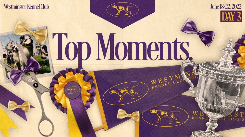 Westminster Dog Show 2022: Top moments and winners from Tuesday