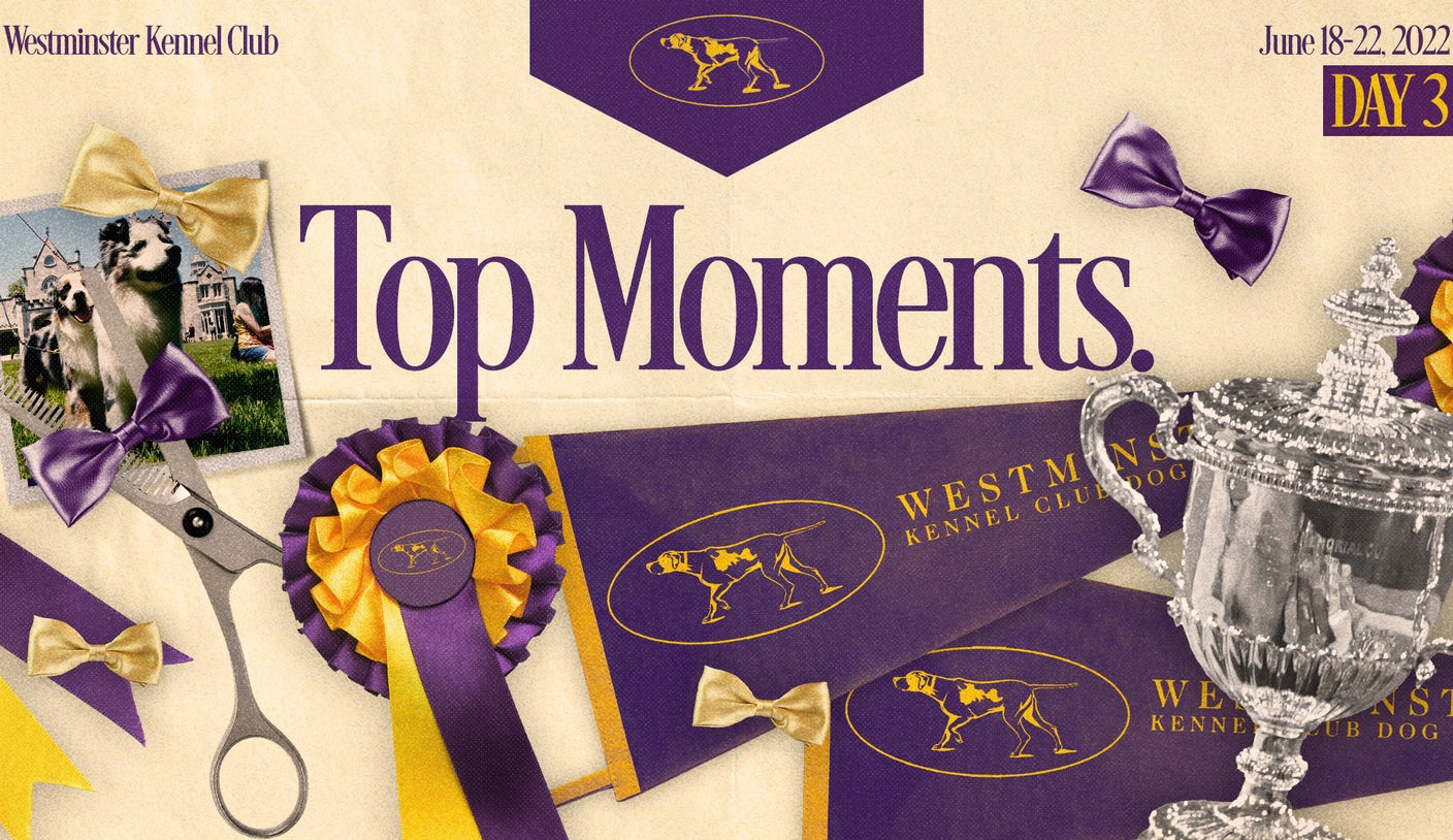 Westminster Dog Show 2022 Tuesday's Highlights & Winners lets migrates