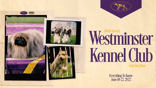 WKC Trending Image: 2022 Westminster Kennel Club Dog Show: Everything you need to know