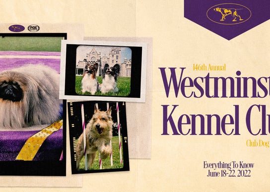 2022 Westminster Kennel Club Dog Show: Everything you need to know