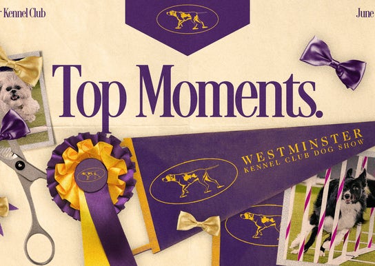 2022 Westminster Dog Show: Bee is Masters Agility Champion