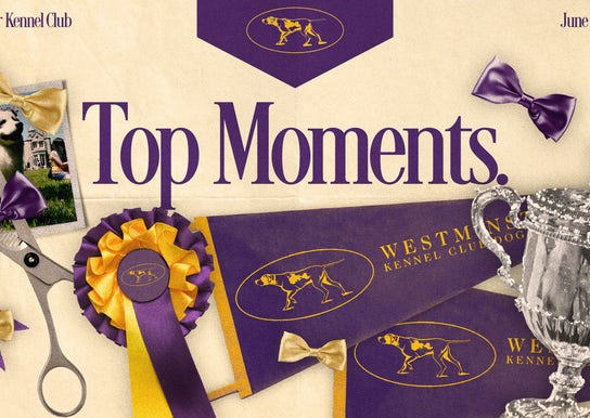 Westminster Dog Show 2022: Top moments and winners from Tuesday