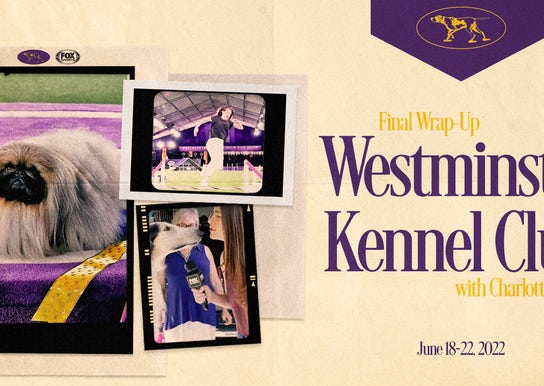 Behind the scenes with the glam squads at Westminster Dog Show