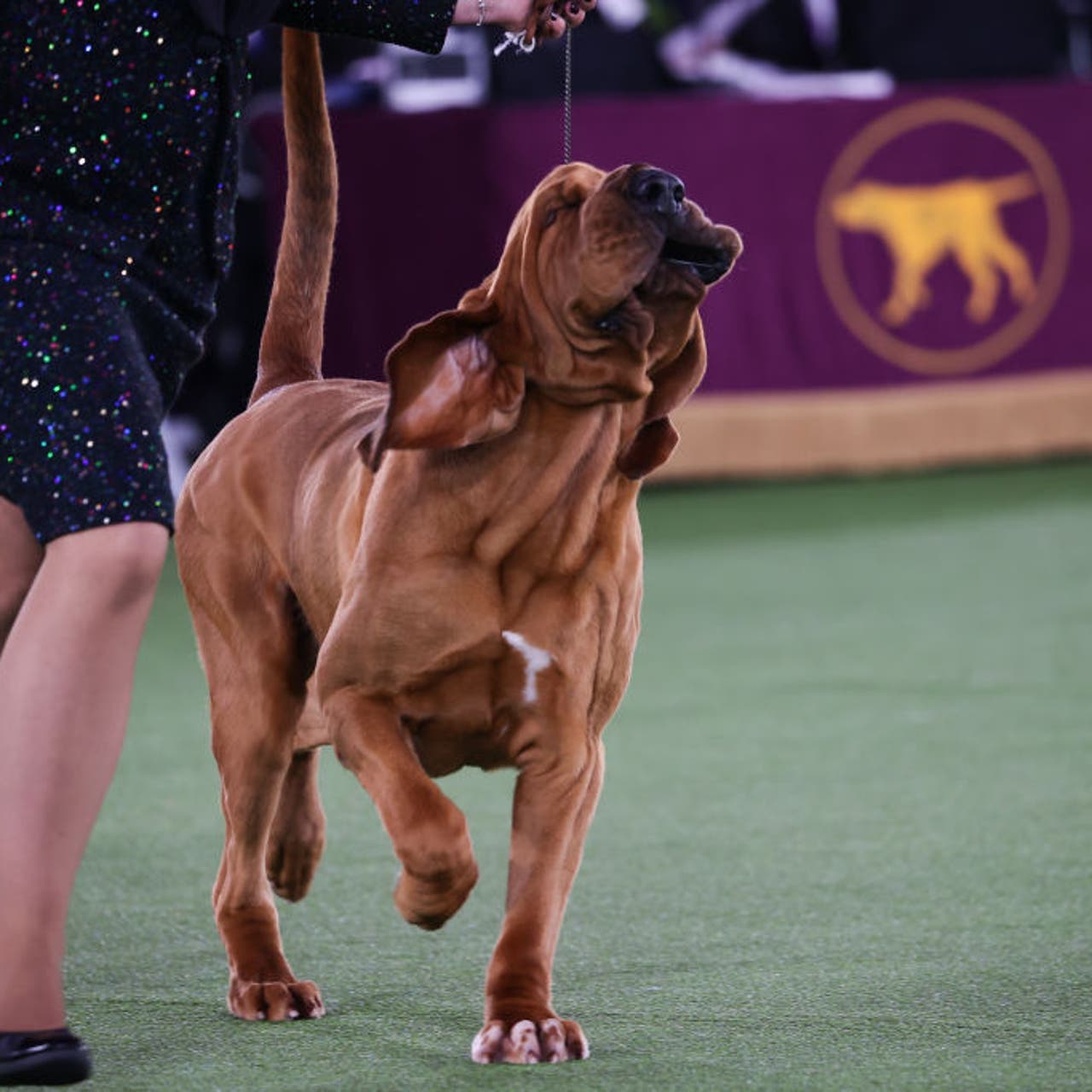 Westminster Dog Show winners: Every Best in Show champion since 1907