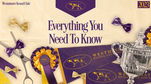 WKC Trending Image: 2023 Westminster Kennel Club Dog Show: Schedule, how to watch, channel