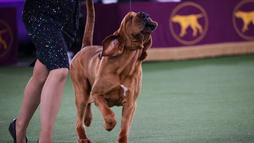 NEXT Trending Image: Westminster Dog Show winners: Best in Show winners since 1907