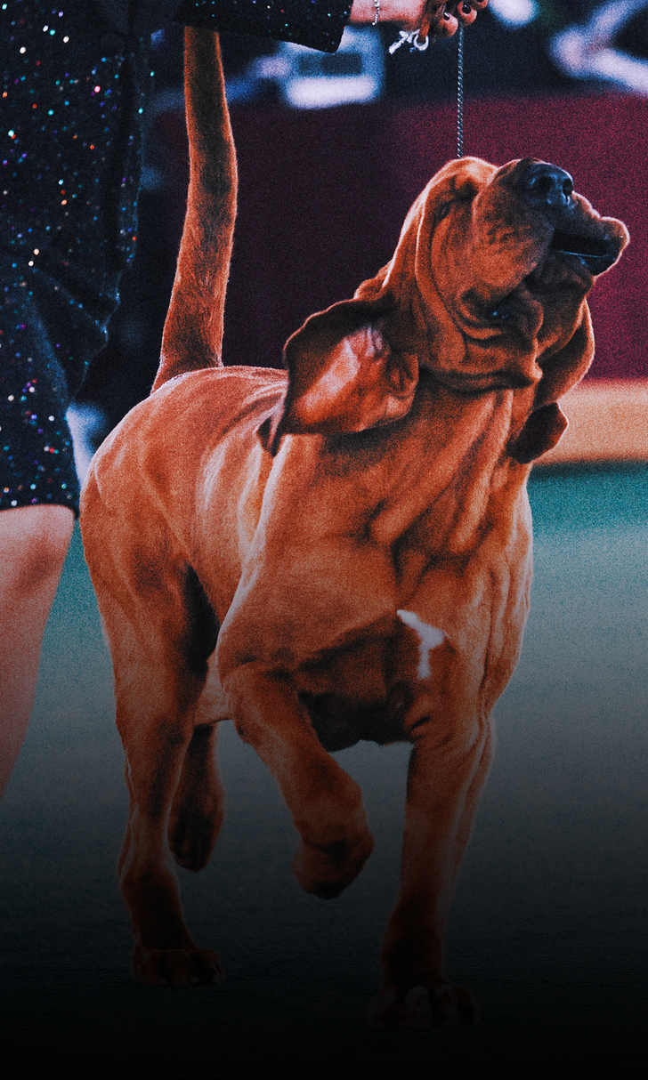 What Tv Channel Is The Westminster Dog Show On