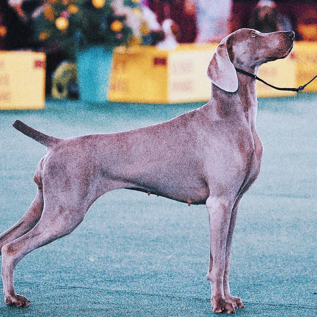National dog best sale show weimaraner