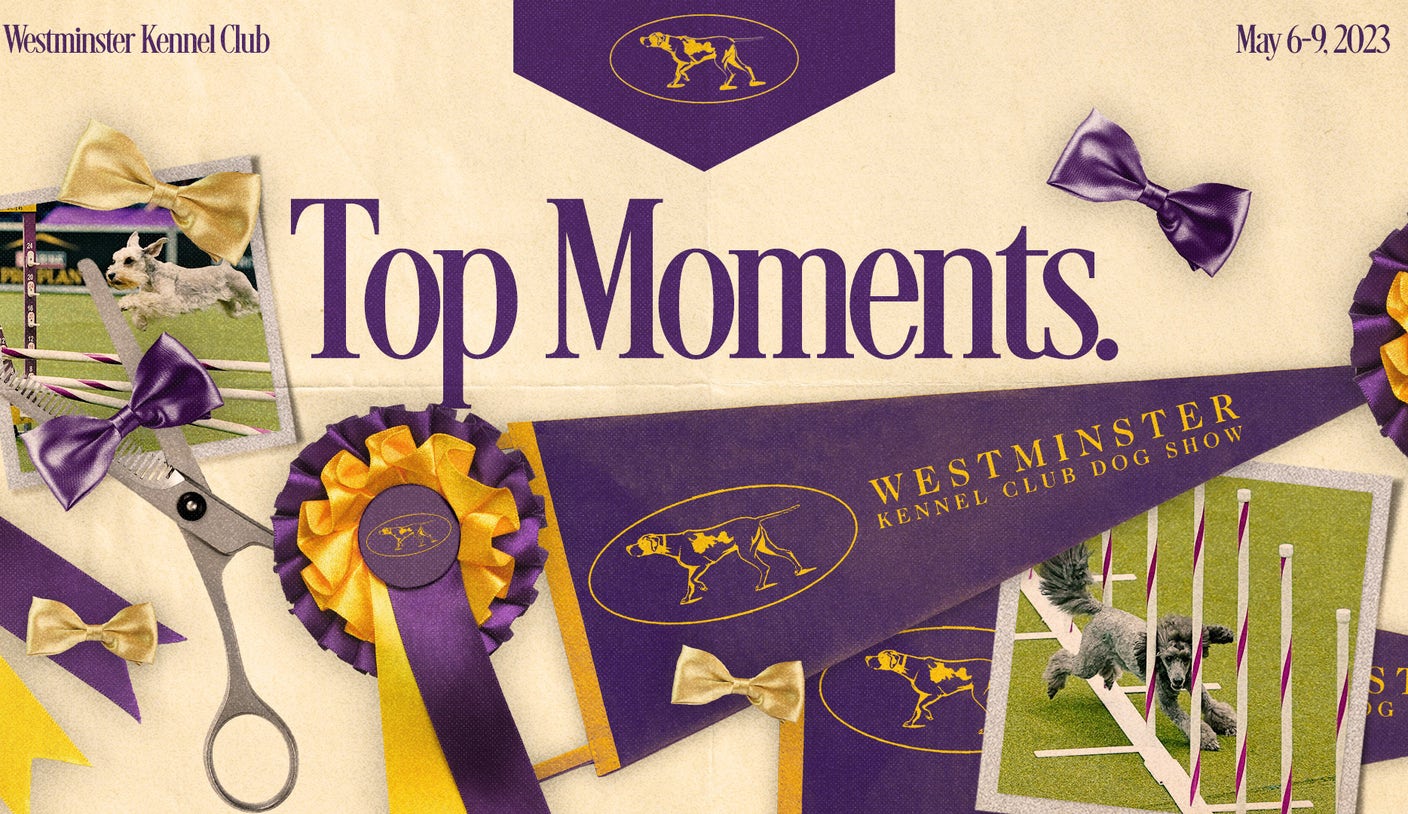 2023 Westminster Dog Show: Agility championship, dock diving top moments