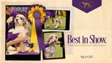 Buddy Holly the PBGV crowned Best in Show at 2023 Westminster Dog Show