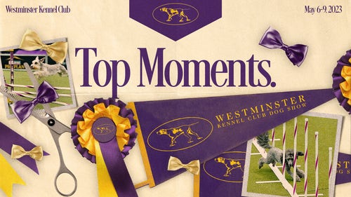 WKC Trending Image: 2023 Westminster Dog Show: Truant crowned Masters Agility Champion
