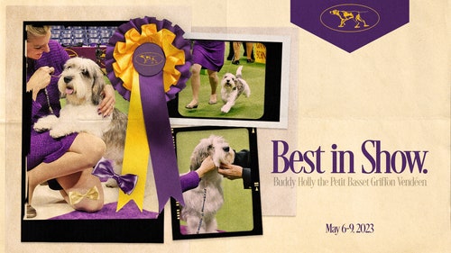 WKC Trending Image: Buddy Holly the PBGV crowned Best in Show at 2023 Westminster Dog Show