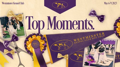 WKC Trending Image: 2023 Westminster Dog Show: Group winners, top moments